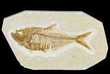 Detailed Fossil Fish (Diplomystus) - Wyoming #113570-1
